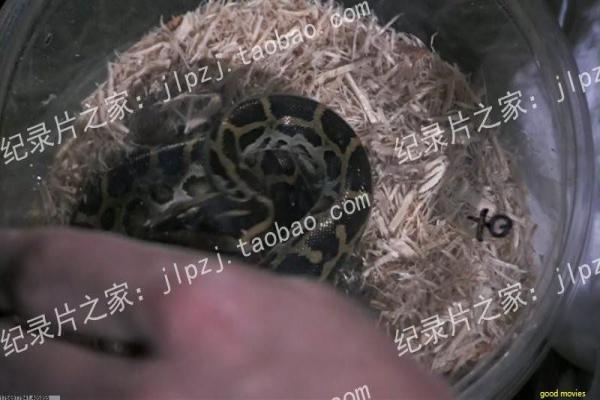 《睡在我上铺的兄弟》|青春群像与时代气息